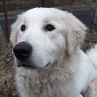 Flocon, chien à adopter