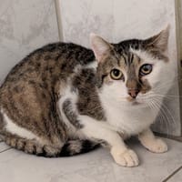 USKY, chat à adopter