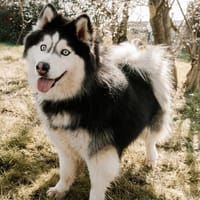 MILO, chien à adopter