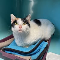 FLEUR, chatte à adopter