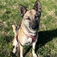 ULYSSE, chienne à adopter