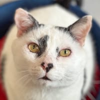 Arlequin, chat à adopter