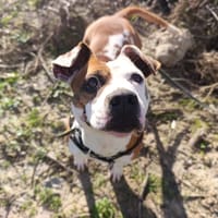 PERLE, chienne à adopter