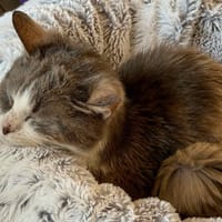 DIANA, chatte à adopter