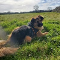 LYS, chien à adopter