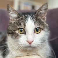 Caroline, chatte à adopter