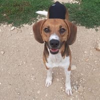 CHORIZO, chien à adopter