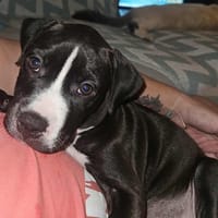 Bria, le rayon de soleil, chienne à adopter