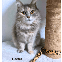 ELECTRA, chatte à adopter