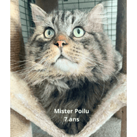 MISTER POILU, chat à adopter