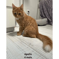 APOLLO, chat à adopter