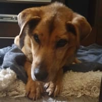 Tadzio, pies do adopcji