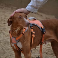 COCO, chien à adopter