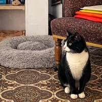 Gribouille, chat à adopter