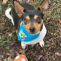 Lolo, reutjes ter adoptie