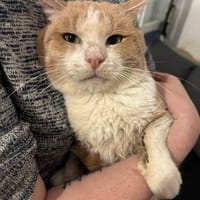 Octave, chat à adopter