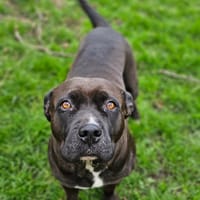 Jolie Paty n'intéresse personne, pourquoi?, chienne à adopter