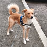 Hermès, chien à adopter