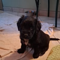 angie, chienne à adopter