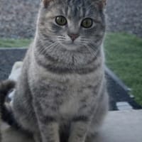 noxus, chatte à adopter