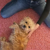 tahiti, chienne à adopter