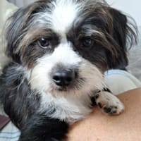 La belle Nana, chienne à adopter