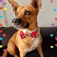 La tendre LUCY, chienne à adopter