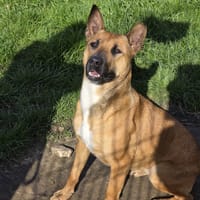 Prunelle, chienne à adopter