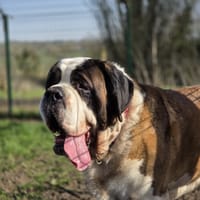 Raoul, chien à adopter