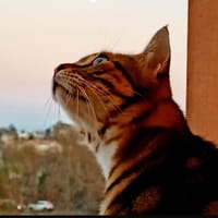 LIKOU, chat à adopter