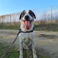 Adam, chien à adopter