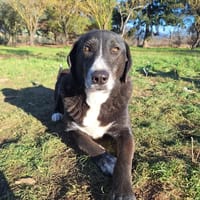 Angel, chien à adopter