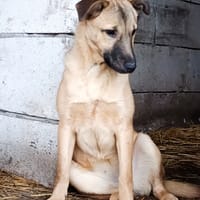 Latté, chienne à adopter