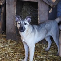 Vulca, chienne à adopter