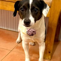 ZURI (Martina), chienne à adopter