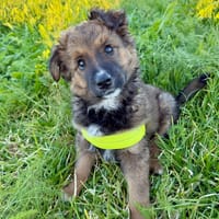 BILLY (Martina), chien à adopter