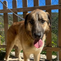GRANDE (Los Reyes), chien à adopter