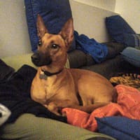 IRIS (Las Torres), chienne à adopter