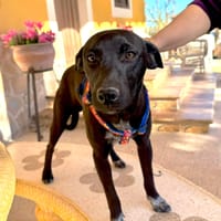 KURO (Martina), chien à adopter