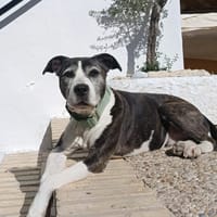MARYLINN (union animal), chienne à adopter