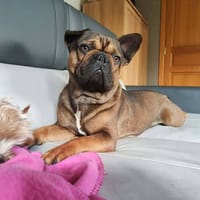 OXO, chien à adopter