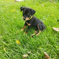 Barça la petite boule de tendresse, chienne à adopter