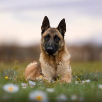 NAYA, chienne à adopter