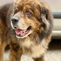 REX, chien à adopter