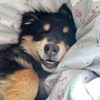 Racuch, pies do adopcji