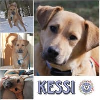 KESSI  * Gute Laune Gefährtin, Hündin zur Adoption