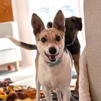 Sanfte, verschmuste Feya bei München!, Hündin zur Adoption