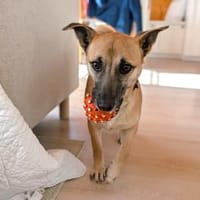 Zuckersüße kleine Dolly bei München!, Hündin zur Adoption