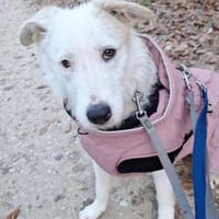 Aivi sucht ihr Zuhause, Hündin zur Adoption