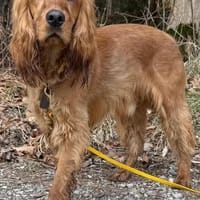 Bagle sucht seine Menschen in Bayern, Hund zur Adoption